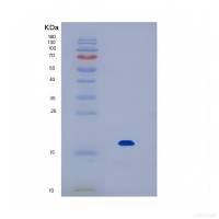 Recombinant Human IL17F Protein