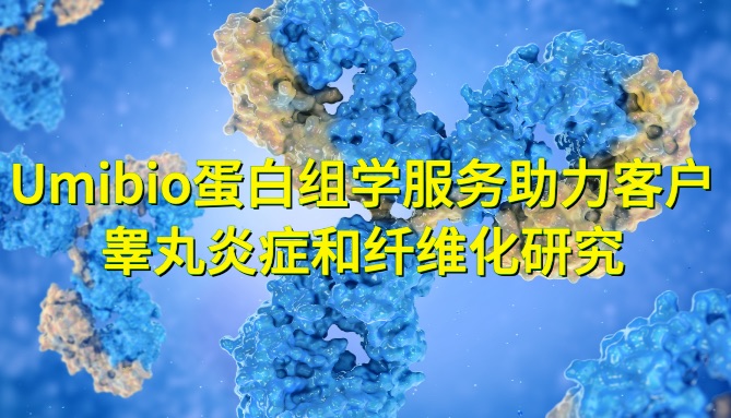 IF=14.1 | Umibio蛋白组学服务助力客户睾丸炎症和纤维化研究！