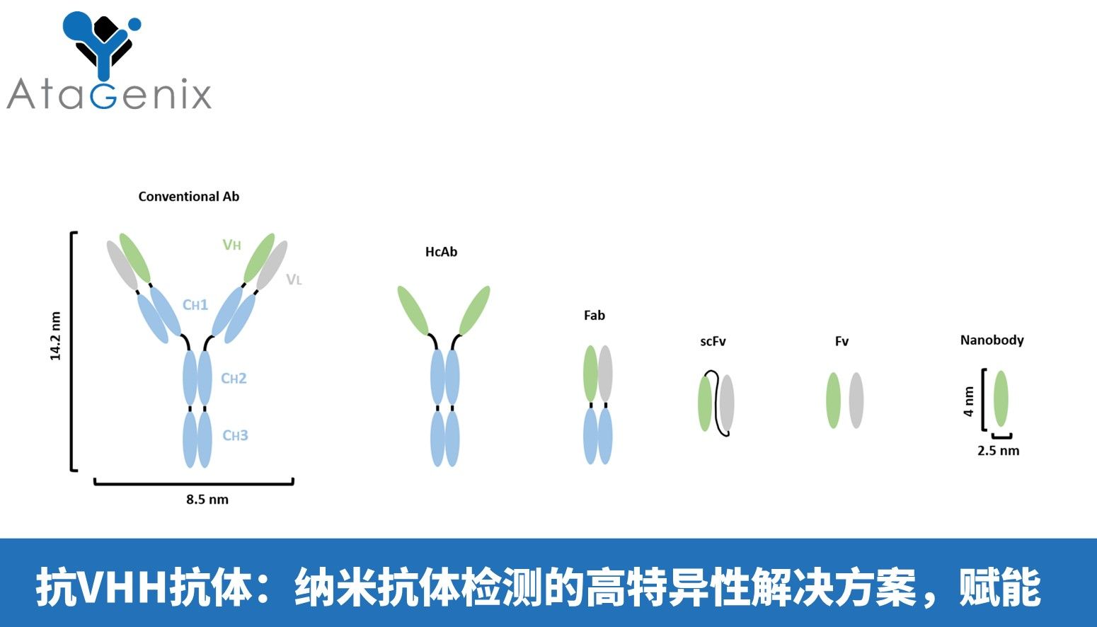 抗VHH抗体：纳米抗体检测的高特异性解决方案，赋能全流程研发