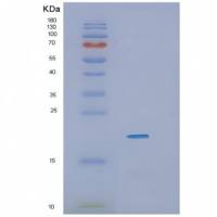 Recombinant Human IL36G Protein
