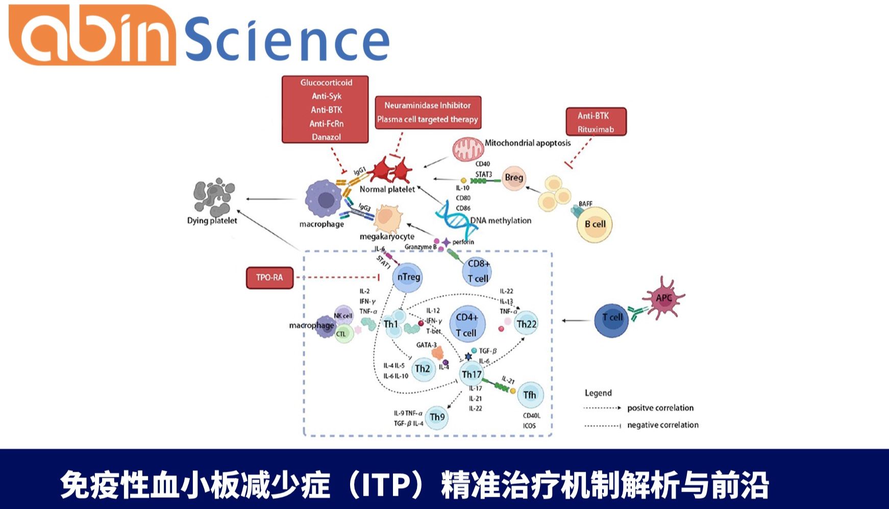 免疫性血小板减少症（ITP）精准治疗机制解析与前沿靶向药物进展