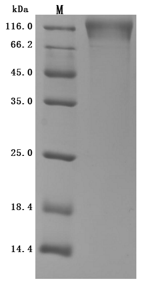 CSB-MP004971HU1(F2) SDS