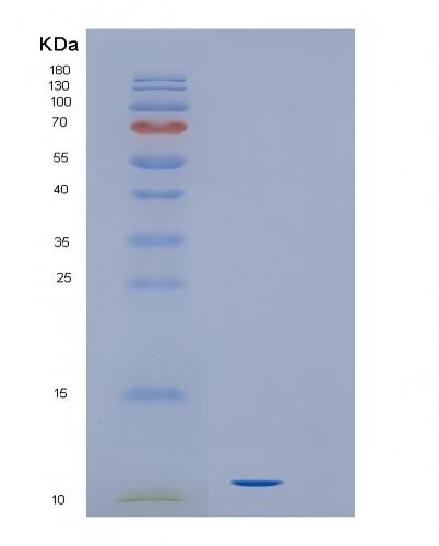 TD-TP02611.jpg