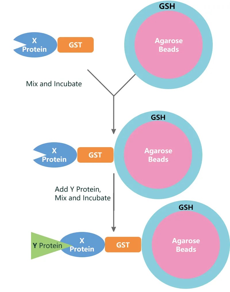 GST pull-down技术及其在蛋白质相互作用研究中的应用