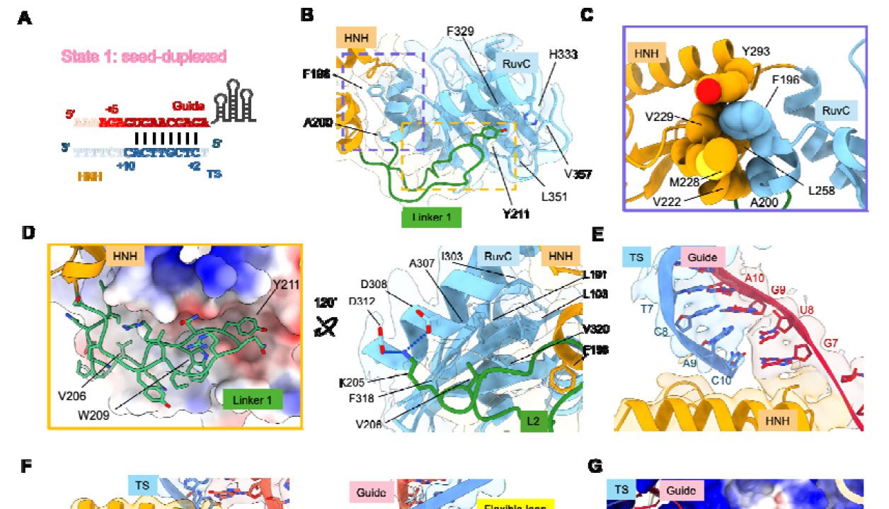 IscB“路障”机制破解：从进化起源到RNA编辑的未来四部曲