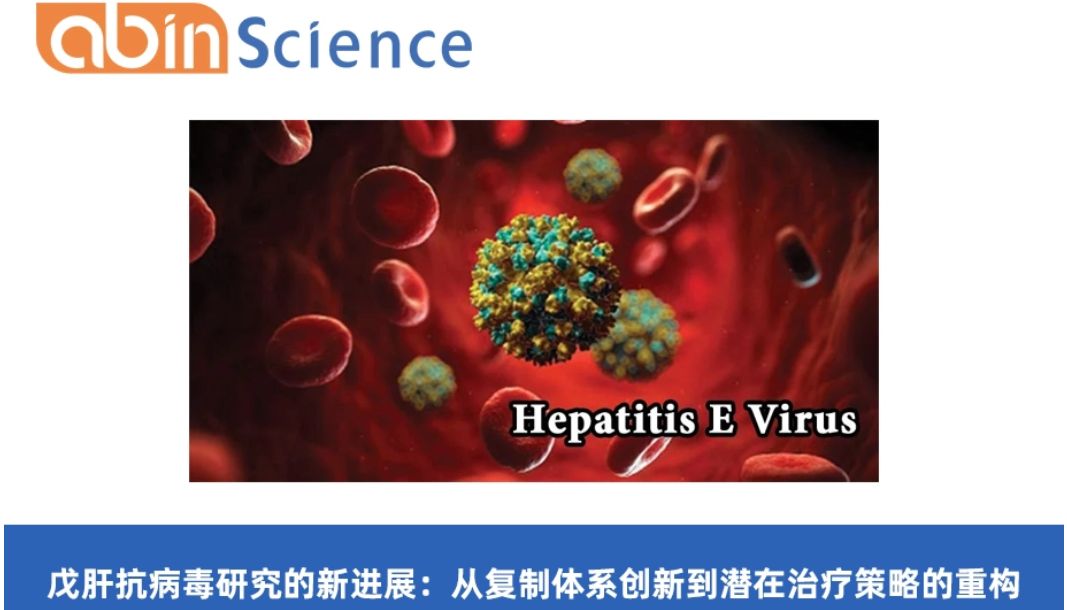 戊肝抗病毒研究的新进展：从复制体系创新到潜在治疗策略的重构