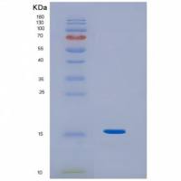 Recombinant Human IL3 Protein