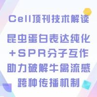 Cell顶刊技术解读：昆虫蛋白表达纯化+SPR分子互作助力破解牛禽流感跨种传播机制