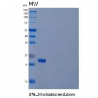 Recombinant Interleukin 20 (IL20)