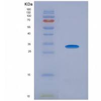 Recombinant Interleukin 34 (IL34)