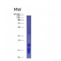 Recombinant Interleukin 15 (IL15)