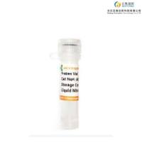 HT-55 人结直肠腺癌细胞