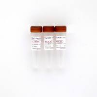 HRbio™ Taq DNA Polymerase DNA聚合酶 