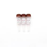 HRbio™ Ⅲ 1st Strand cDNA Synthesis SuperMix for qPCR(OneStep gDNA Removal) 