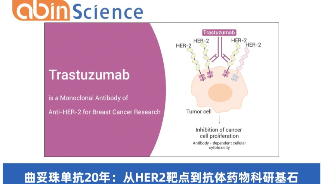 曲妥珠单抗20年：从HER2靶点到抗体药物科研基石