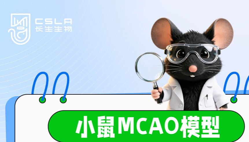 小鼠MCAO模型：从造模到评价，一站式实操指南