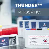 THUNDER™ Phospho-CREB (S133) + Total CREB TR-FRET Cell Signaling Assay Kit