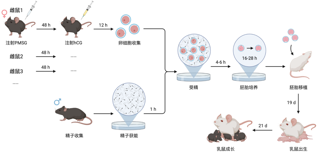 突破繁育瓶颈，小鼠 IVF 的 “超能力”