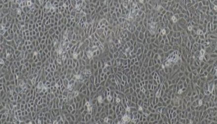 大鼠原代表皮干细胞