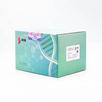 EndoFree Plasmid Maxi Kit 无内毒素质粒大量快速提取试剂盒 