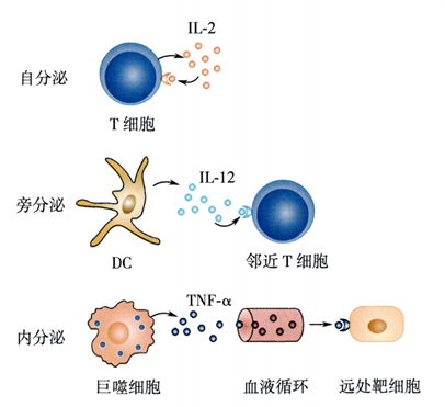 【每日皆可乐】细胞因子专题丨细胞因子核心机制与临床应用
