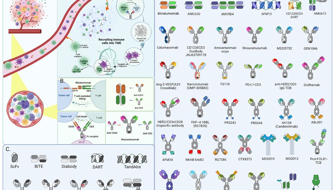双特异性与三特异性抗体：多特异性抗体在癌症免疫治疗中的应用与进展