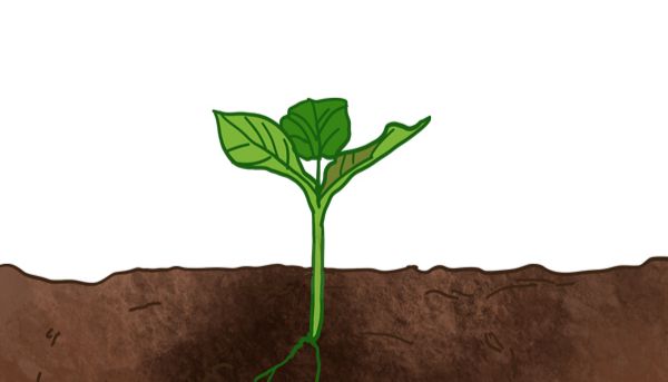 科研人必看！土壤有机质检测这样做，数据准、重复好！