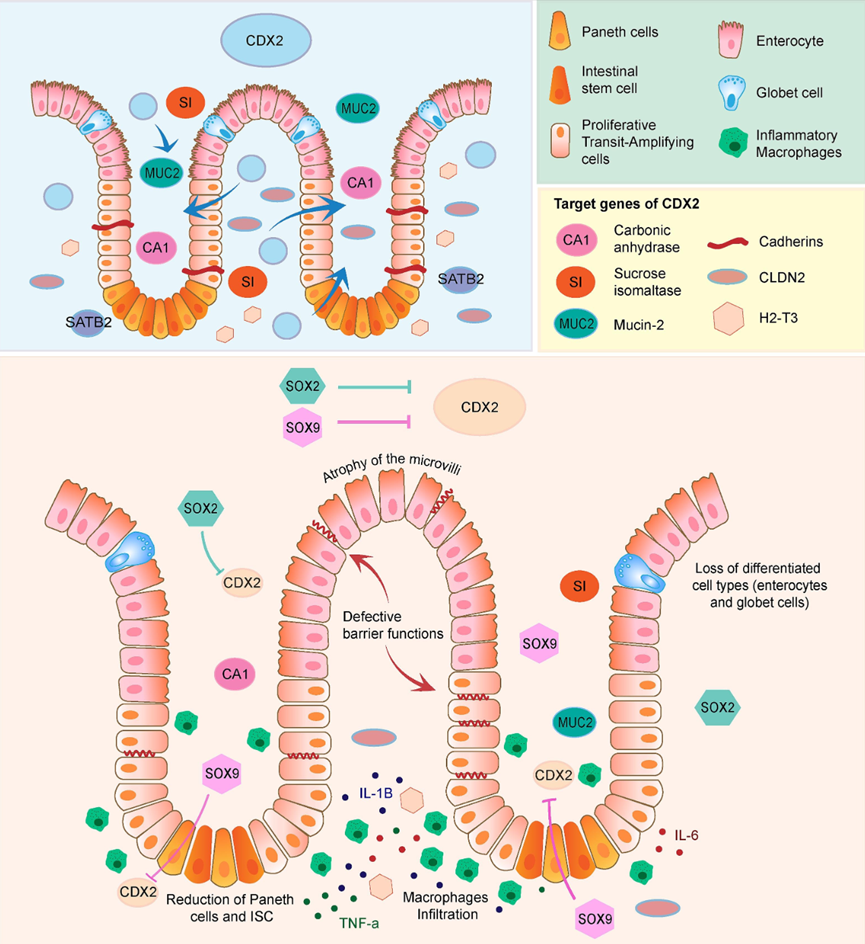 抗CDX-2抗体, CDX2抗体, 肠上皮分化标志物, 肠道转录因子, 免疫组化抗体, Western blot抗体, 单克隆抗体, 多克隆抗体, CDX-2 antibody, rabbit monoclonal antibody