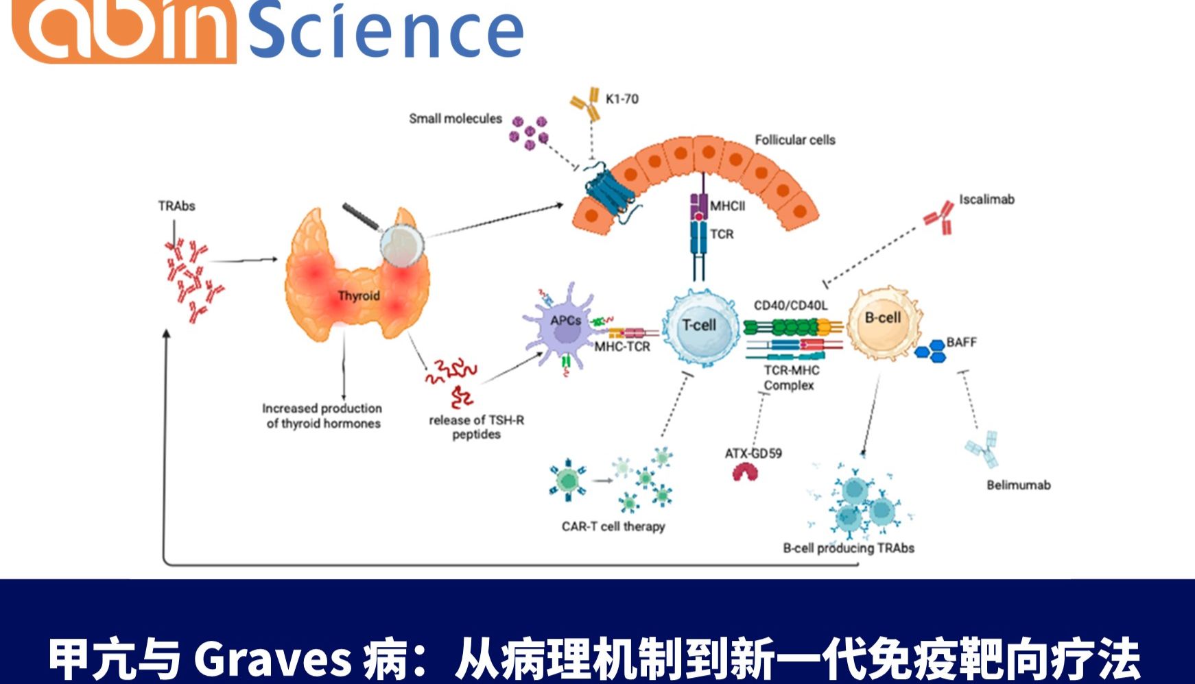甲亢与 Graves 病：从病理机制到新一代免疫靶向疗法