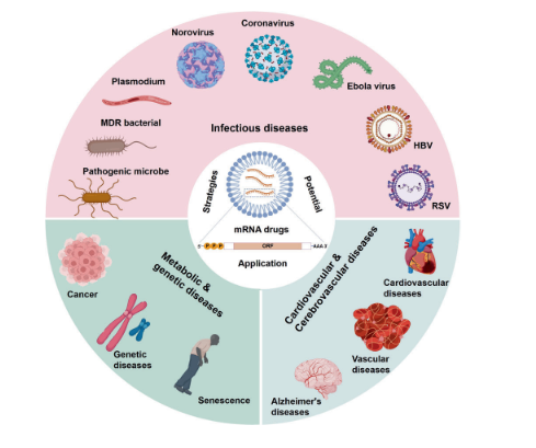 mRNA-1010 启动全球上市申报，mRNA 2.0 技术工具箱全面就绪