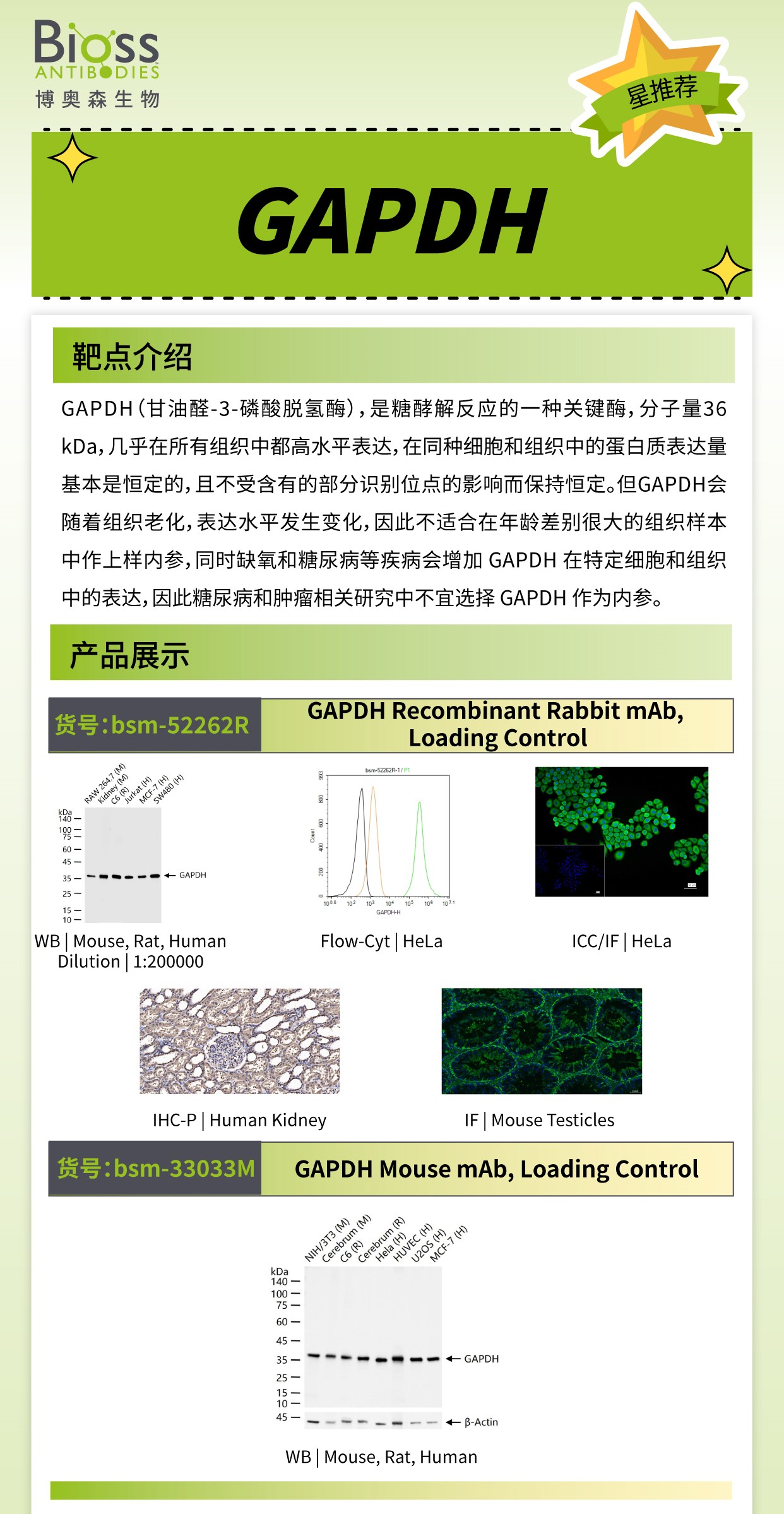 博奥森星推荐 | GAPDH 抗体