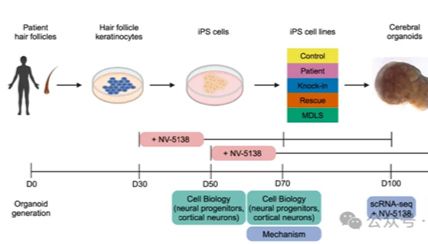 微观世界的精准突破丨基于斑马鱼、类器官与基因编辑的遗传性疾病研究新探索