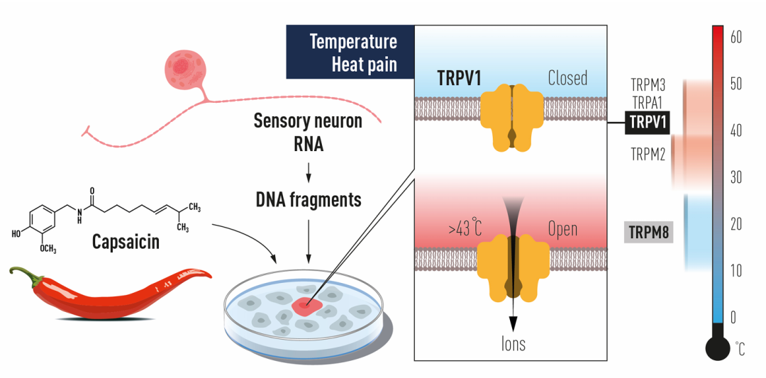 TRPV1与TRPA1：解读皮肤舒缓功效的关键分子靶点