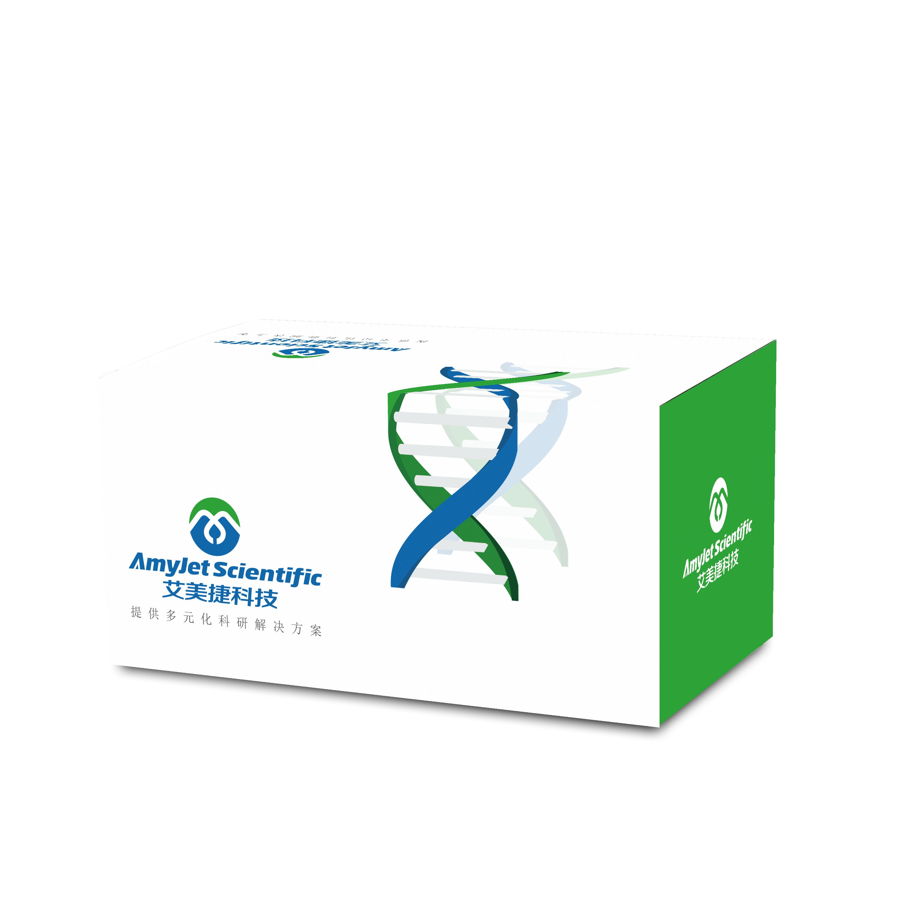 Rabbit anti-K-Ras Recombinant Monoclonal Antibody [BLR321M]-兔子抗 K-Ras 重组单克隆抗体[BLR321M]