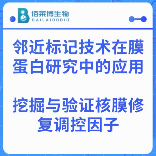 邻近标记技术在膜蛋白研究中的应用:挖掘与验证核膜修复调控因子