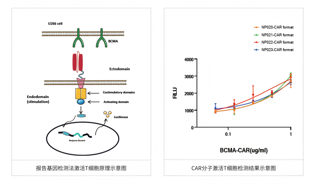从序列设计到功能验证：RNA-tLNP技术驱动 in vivo CAR-T 高效开发-公司新闻-苏州近岸蛋白质科技股份有限公司