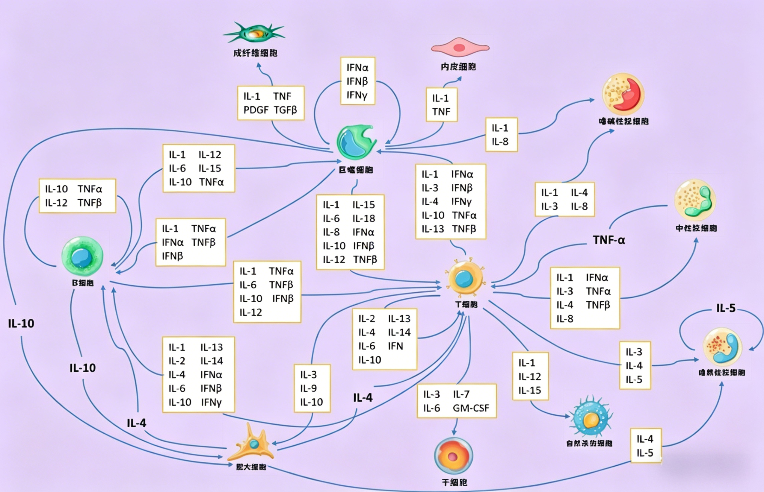 【每日皆可乐】细胞因子聚焦：白细胞介素家族中的抗炎“卫士”