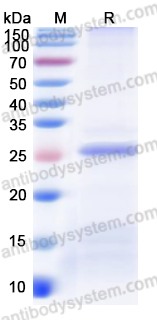 佰乐博生物蛋白抗体------Recombinant Human FGF19 Protein, N-His重组人FGF19蛋白（N-His）｜科研实验优选蛋白抗体
