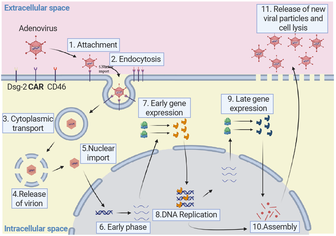 病毒载体慢病毒、腺病毒与AAV的特性，细胞实验选择方法_生物器材网