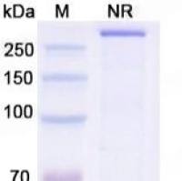 BDNF活性蛋白, Tag free,Mouse