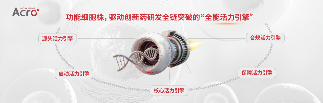 ACRO功能细胞株，驱动创新药研发全链突破的“全能活力引擎”