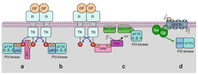 PI3K-AKT信号通路的分子机制及其在肿瘤中的异常调控