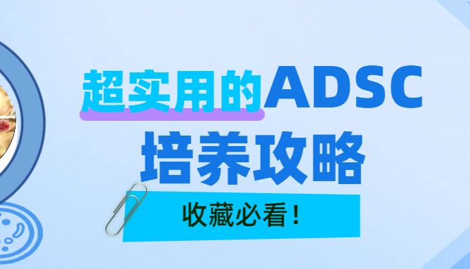 脂肪MSC培养总不贴壁？ADSCs从分离到扩增的5个关键控制点