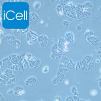 NCI-H1437 人肺癌细胞/镜像绮点(Cellverse)