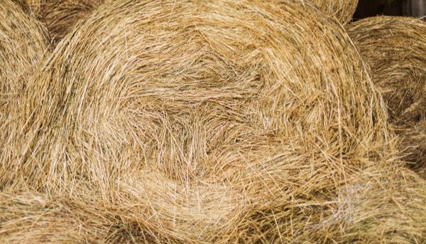 木质素检测，从秸秆到土壤，为育种指路