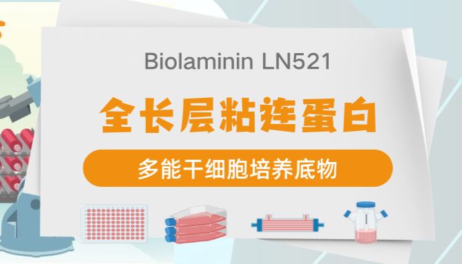 BioLaminin 521多能干细胞培养底物｜多类培养场景适配应用解析
