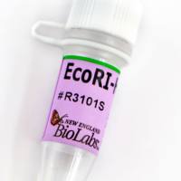  EcoRI-HF®