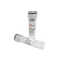 Recombinant Zebrafish casp9 Protein, N-His