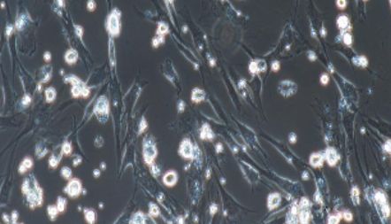 大鼠原代骨髓间充质干细胞