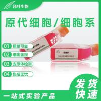 UM-UC-14（人肾癌细胞）